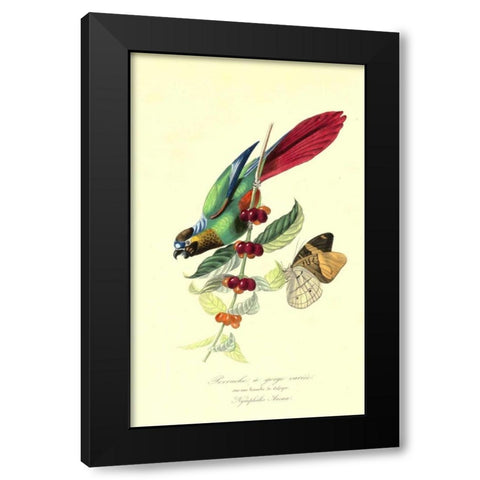 Parakeet on Coffee Bush Black Modern Wood Framed Art Print with Double Matting by Anonymous, 1842