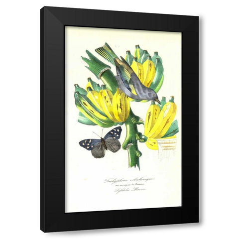 Finch on Bunch of Bananas Black Modern Wood Framed Art Print with Double Matting by Anonymous, 1842