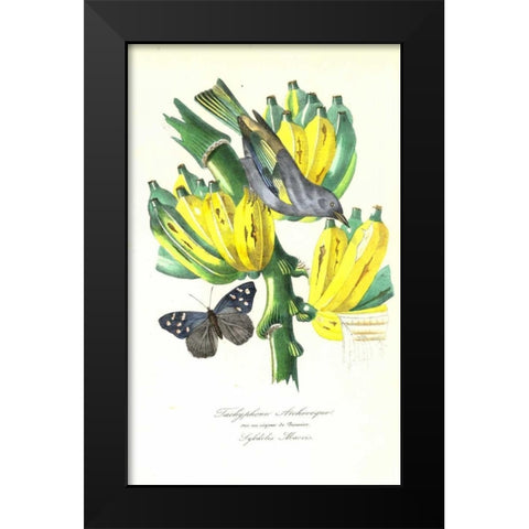 Finch on Bunch of Bananas Black Modern Wood Framed Art Print by Anonymous, 1842