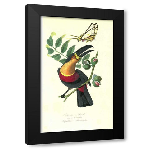 Toucan on Nutmeg Tree Black Modern Wood Framed Art Print with Double Matting by Anonymous, 1842