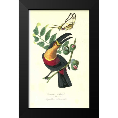 Toucan on Nutmeg Tree Black Modern Wood Framed Art Print by Anonymous, 1842