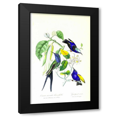 Humming Bird on Orange Tree Black Modern Wood Framed Art Print with Double Matting by Anonymous, 1842