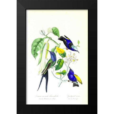Humming Bird on Orange Tree Black Modern Wood Framed Art Print by Anonymous, 1842