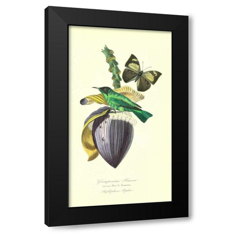 Finch on Flower of Banana Black Modern Wood Framed Art Print with Double Matting by Anonymous, 1842