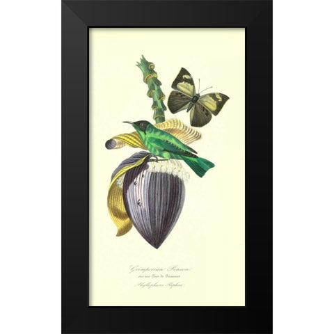 Finch on Flower of Banana Black Modern Wood Framed Art Print by Anonymous, 1842