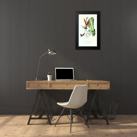 Humming Bird on Bromeliad Black Modern Wood Framed Art Print by Anonymous, 1842