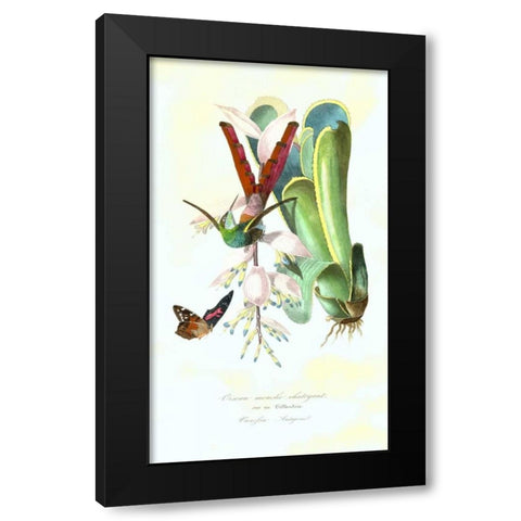 Humming Bird on Bromeliad Black Modern Wood Framed Art Print by Anonymous, 1842