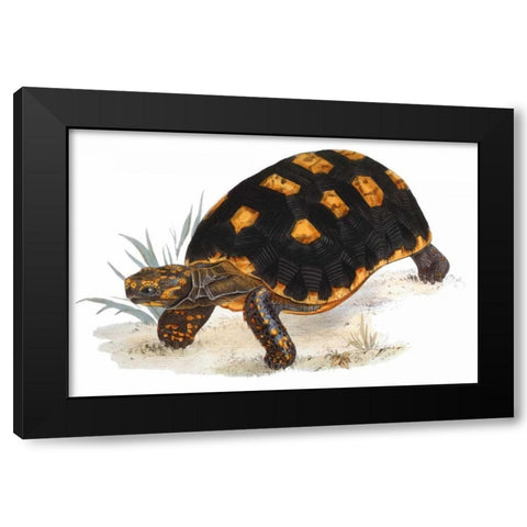 Tortoise, Carbonaria Black Modern Wood Framed Art Print with Double Matting by Sowerby, James
