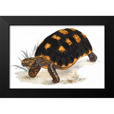 Tortoise, Carbonaria Black Modern Wood Framed Art Print by Sowerby, James