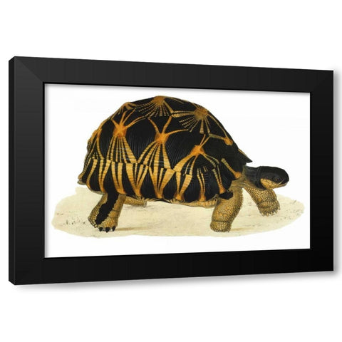 Tortoise, Radiata Black Modern Wood Framed Art Print by Sowerby, James