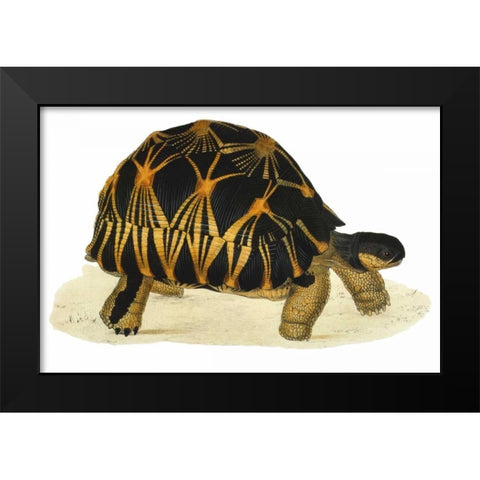 Tortoise, Radiata Black Modern Wood Framed Art Print by Sowerby, James