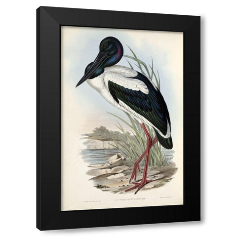 Australian Stork Black Modern Wood Framed Art Print by Gould, John