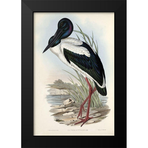 Australian Stork Black Modern Wood Framed Art Print by Gould, John