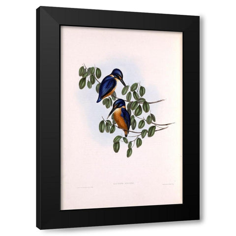 Azure Kingfisher Black Modern Wood Framed Art Print by Gould, John