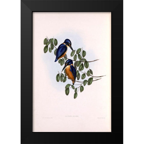 Azure Kingfisher Black Modern Wood Framed Art Print by Gould, John
