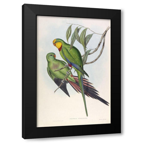Barrabands Parakeet Black Modern Wood Framed Art Print by Gould, John