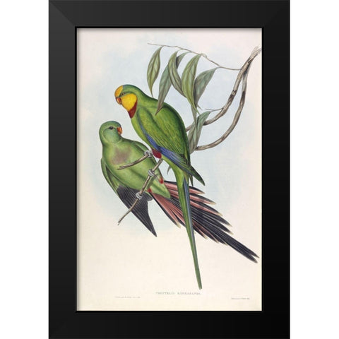 Barrabands Parakeet Black Modern Wood Framed Art Print by Gould, John