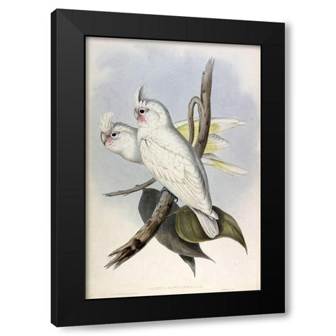 Blood stained Cockatoo Black Modern Wood Framed Art Print with Double Matting by Gould, John