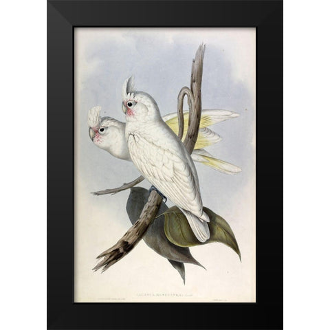 Blood stained Cockatoo Black Modern Wood Framed Art Print by Gould, John