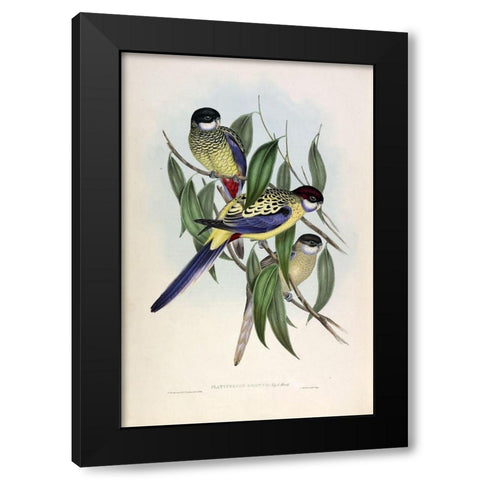 Browns Parakeet Black Modern Wood Framed Art Print with Double Matting by Gould, John