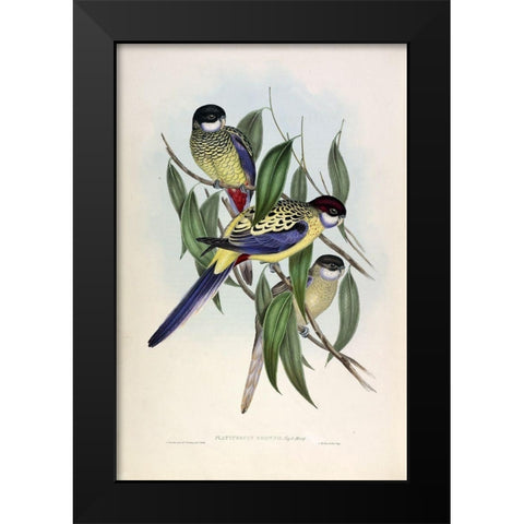 Browns Parakeet Black Modern Wood Framed Art Print by Gould, John