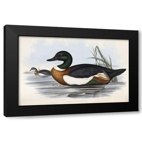 Chestnut Coloured Shieldrake Black Modern Wood Framed Art Print with Double Matting by Gould, John