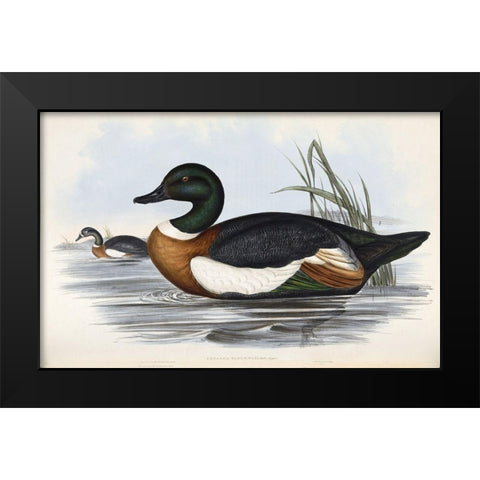 Chestnut Coloured Shieldrake Black Modern Wood Framed Art Print by Gould, John