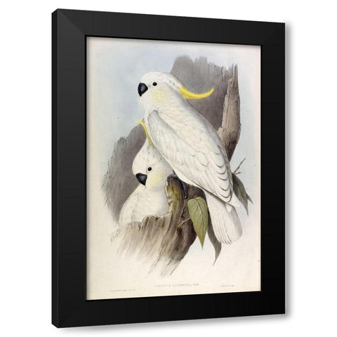 Crested Cockatoo Black Modern Wood Framed Art Print by Gould, John