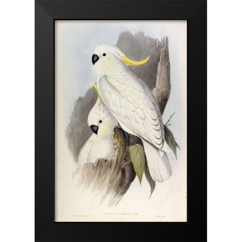 Crested Cockatoo Black Modern Wood Framed Art Print by Gould, John