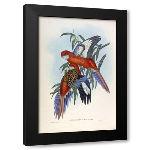 Fiery Parakeet Black Modern Wood Framed Art Print by Gould, John