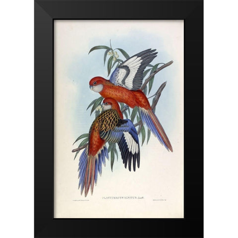 Fiery Parakeet Black Modern Wood Framed Art Print by Gould, John