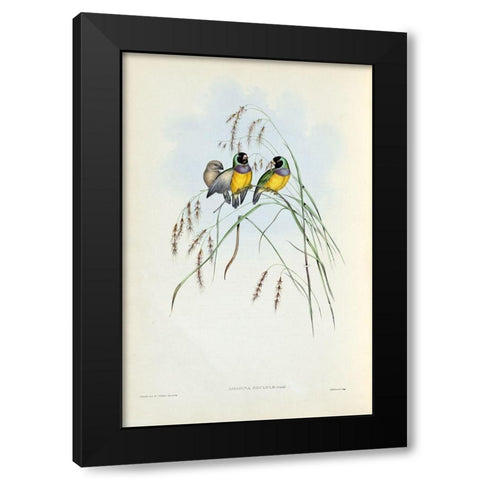 Gouldian Finch Black Modern Wood Framed Art Print with Double Matting by Gould, John