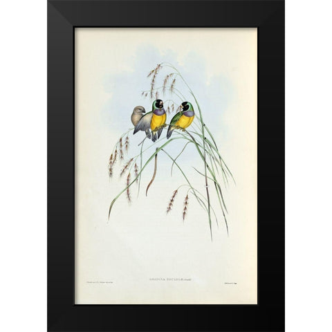 Gouldian Finch Black Modern Wood Framed Art Print by Gould, John