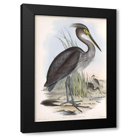 Grey Billed Heron Black Modern Wood Framed Art Print with Double Matting by Gould, John