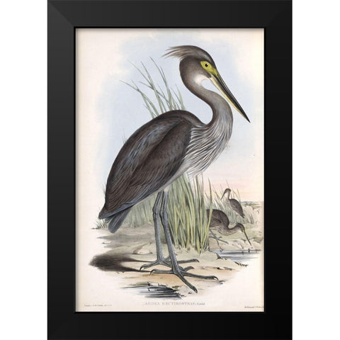 Grey Billed Heron Black Modern Wood Framed Art Print by Gould, John