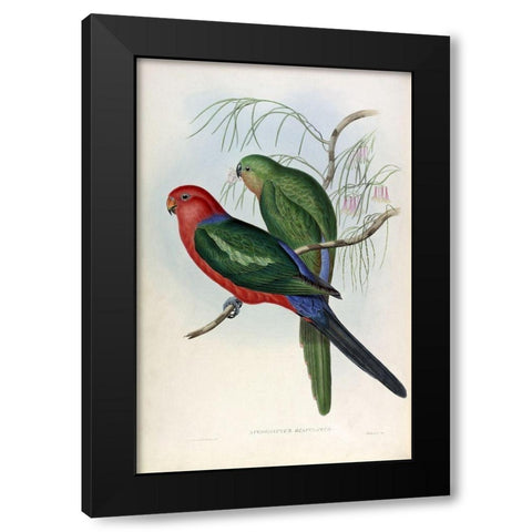 King Lory Black Modern Wood Framed Art Print with Double Matting by Gould, John