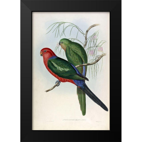 King Lory Black Modern Wood Framed Art Print by Gould, John
