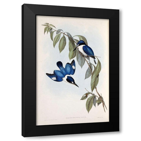 MacLeays Halcyon, Kingfisher Black Modern Wood Framed Art Print with Double Matting by Gould, John