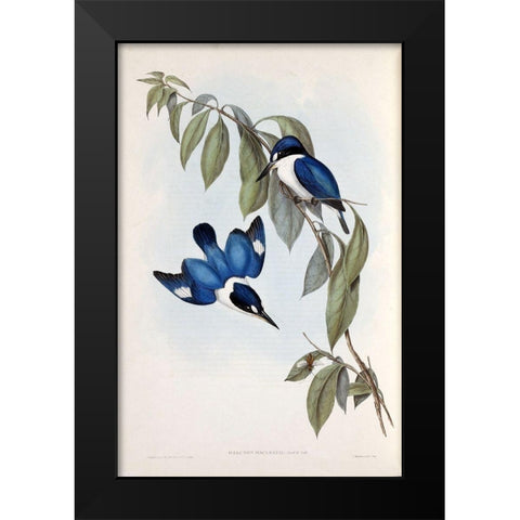 MacLeays Halcyon, Kingfisher Black Modern Wood Framed Art Print by Gould, John