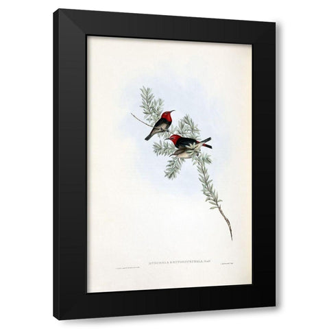 Red Headed Honey Eater Black Modern Wood Framed Art Print by Gould, John