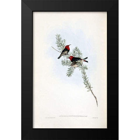 Red Headed Honey Eater Black Modern Wood Framed Art Print by Gould, John