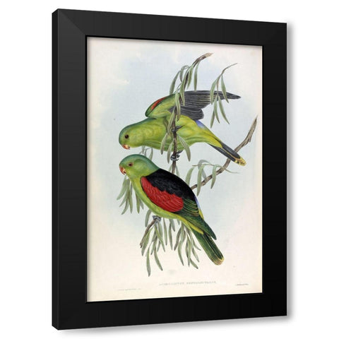 Red Winged Lory Black Modern Wood Framed Art Print with Double Matting by Gould, John