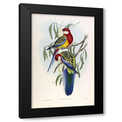 Rose Hil Parakeet Black Modern Wood Framed Art Print with Double Matting by Gould, John