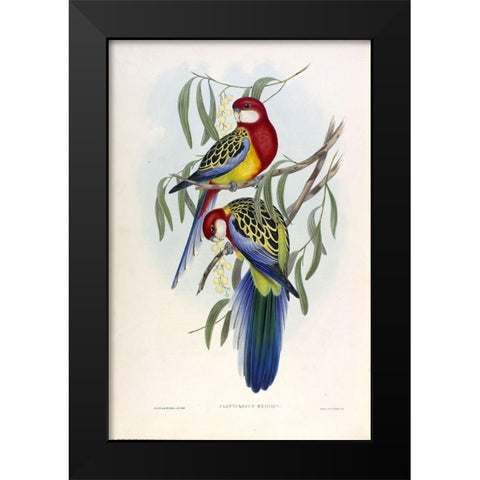 Rose Hil Parakeet Black Modern Wood Framed Art Print by Gould, John