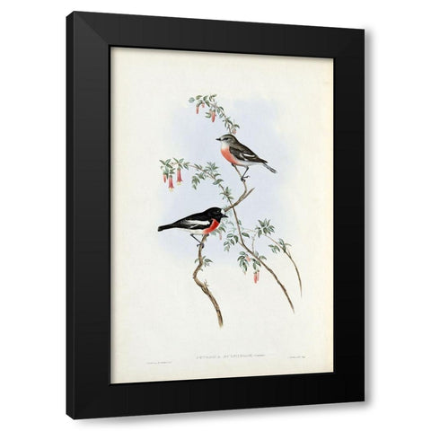 Scarlet Breasted Robin  Black Modern Wood Framed Art Print by Gould, John