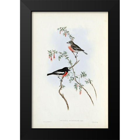 Scarlet Breasted Robin  Black Modern Wood Framed Art Print by Gould, John