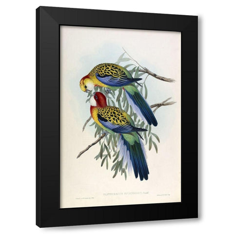 Splendid Parakeet Black Modern Wood Framed Art Print with Double Matting by Gould, John
