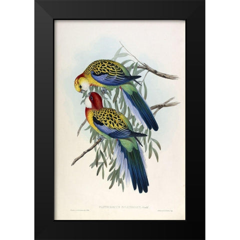 Splendid Parakeet Black Modern Wood Framed Art Print by Gould, John
