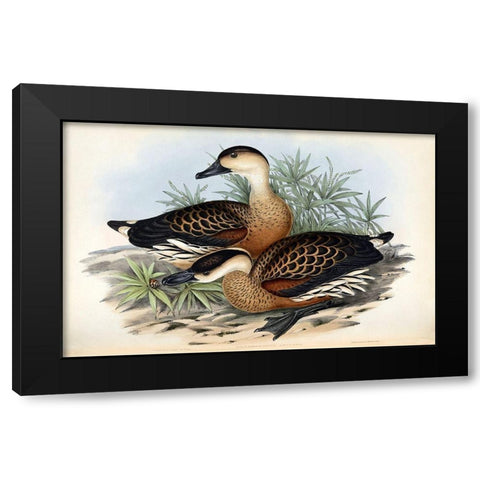 Whistling Duck Black Modern Wood Framed Art Print with Double Matting by Gould, John