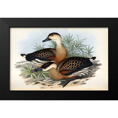 Whistling Duck Black Modern Wood Framed Art Print by Gould, John
